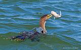 Cormorant With Catch_53715v2